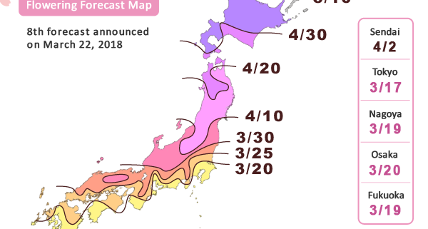 Hanami festival. Cherry blossom forecast.