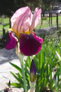 A blooming Iris in the gardens of Shizuka Ryokan