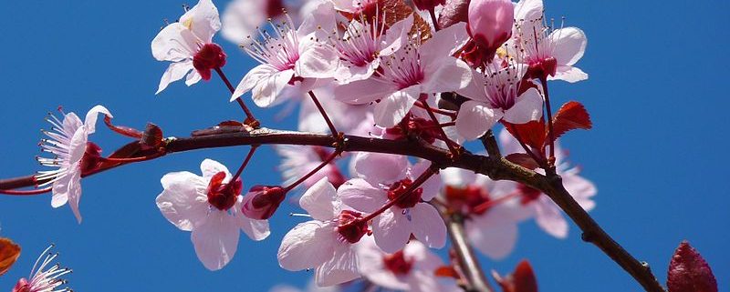Shizuka Ryokan has many cherry blossoms